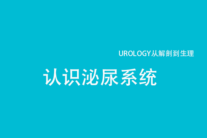 认识泌尿系统