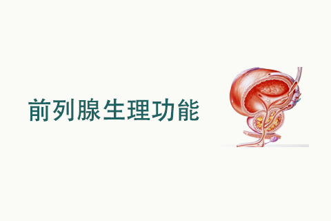 前列腺生理功能