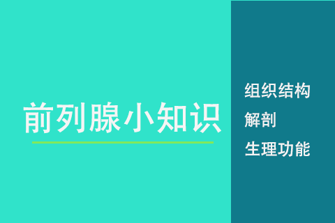 前列腺医学小知识